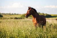 Portrait of a bay horse in the tall grass in the s